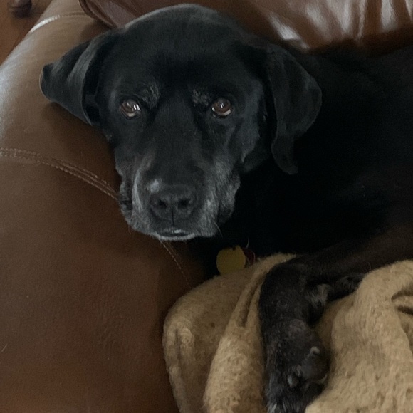 Meet your Posher, Roxy - Picture 1 of 4